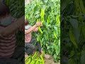 New technique of farming