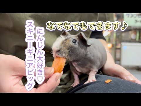 にんじん大好きスキニーギニアピッグ✨(熱帯倶楽部東川口本店)
