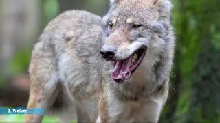 5 Unique animals in monogamous relationships