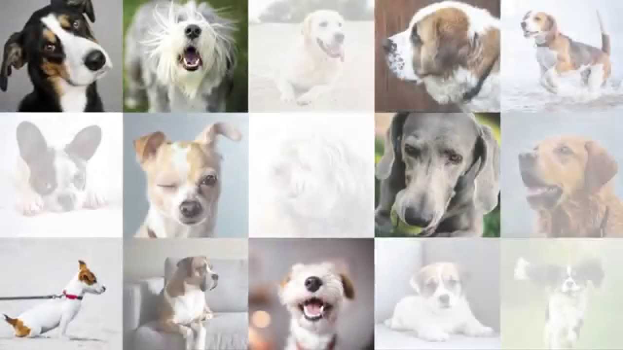 Tailor-made pet food by tails.com, because every dog is unique