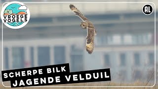 Scherpe blik van een jagende velduil | Zelf Geschoten | Vroege Vogels