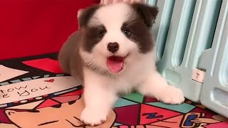 🐶😍😘EPS1 Cutest Puppies Videos Compilation 2022 Best Moments Of Cute Puppy Dogs - CuteAnimalShare by CuteAnimalShare 1,404 views 2 years ago 10 minutes, 30 seconds