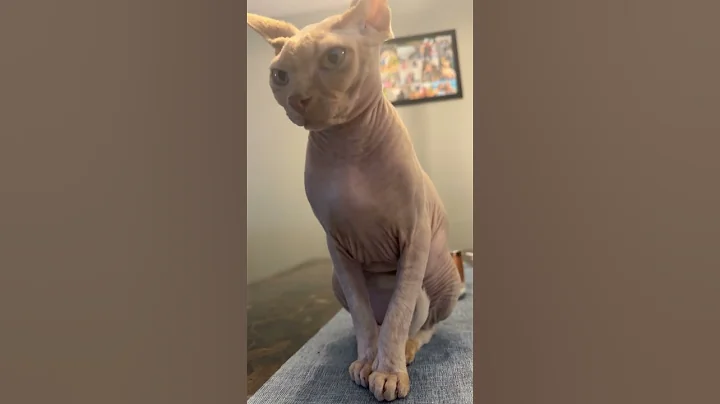 Watch the video about So sexy he doesn’t have any #cutecat #sphynx #cat #hairlesscat