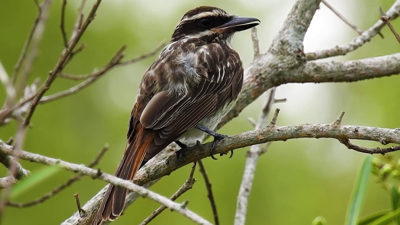 Bem-te-vi-rajado descansando, Myiodynastes maculatus, Streaked