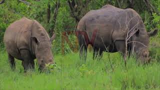 Zziwa Rhino Sanctuary Reopens