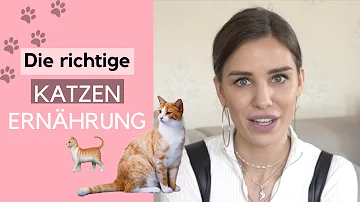 Welches Futter macht Katzen krank?