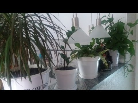 Video: Sobne Biljke S Velikim Lišćem (27 Fotografija): Veliki List Djevojačke Dlake, Necvjetni I Druge Vrste