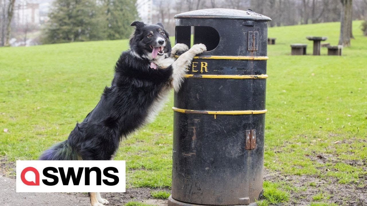 Litter-picking Border Collie picks up rubbish on dog walks - and neatly posts it in a bin | SWNS