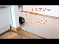 キッチンまで来てプイプイ圧力かけてくるモルモット　The guinea pig came to the kitchen.