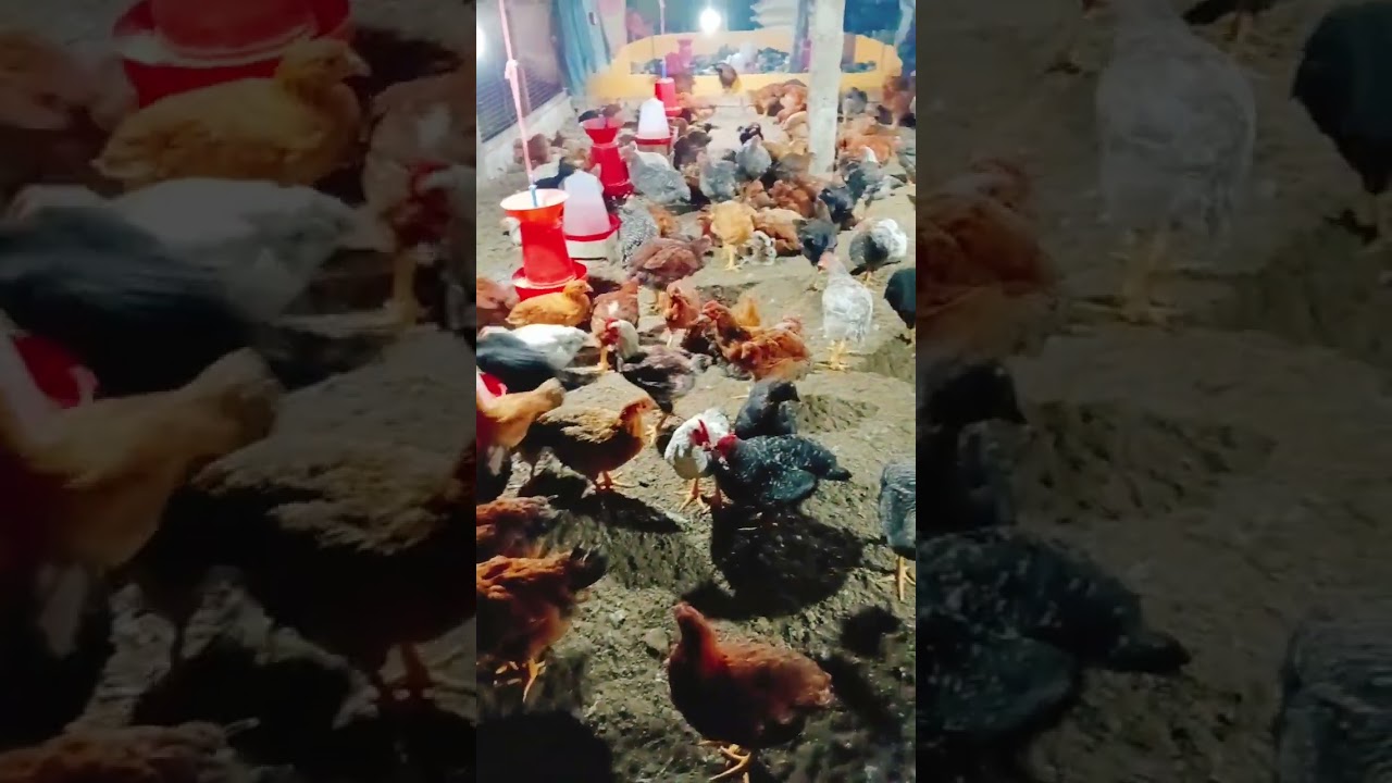 কিছুদিন আগে আমার ফার্ম ছিল টিপটপ#Shorts#shortvideo #chicken #chickenfarming #pets #businessplan
