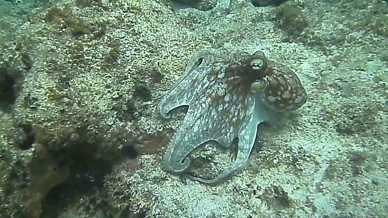Octopus Camouflage - Amazing ! - YouTube