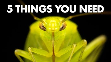 5 Things Macro Photography Beginners Need