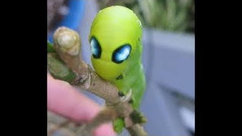 Câu cá vồ đém sông Hậu siêu to bằng mồi sâu sứ vào mùa nước đổ mùa lũ về