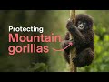 Protecting mountain gorillas across African borders