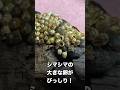 ブツブツの卵から生まれた昆虫が強すぎ…