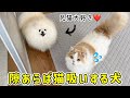 大好きな猫を隙あらば猫吸いする犬がかわいすぎた（笑）