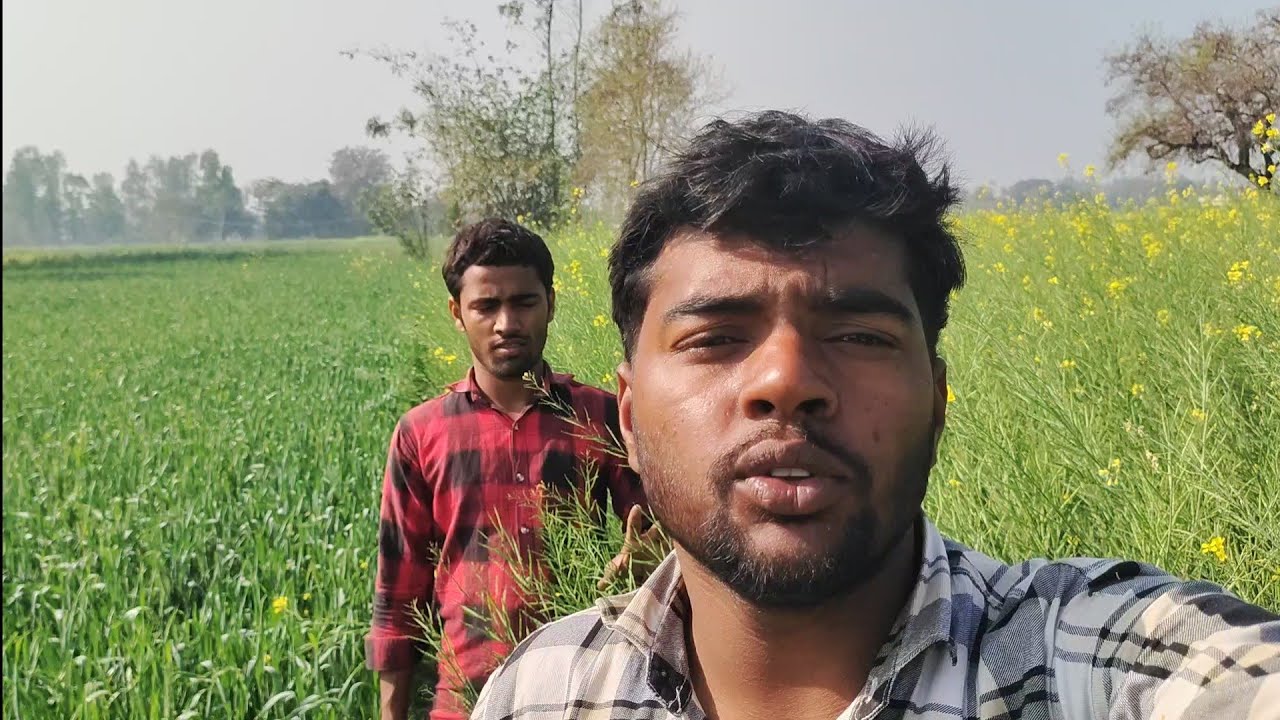 गेहूं Ki Fasal Ready Ho Gyi 😍