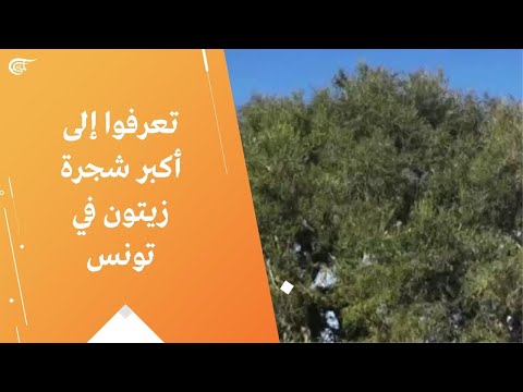 تعرفوا إلى أكبر شجرة زيتون في تونس