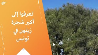 تعرفوا إلى أكبر شجرة زيتون في تونس