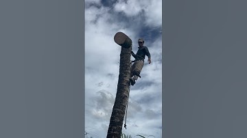 Cưa cây dừa từ trên xuống dưới #stihl #shortsfeed