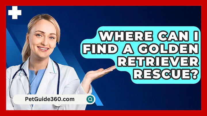 Where Can I Find A Golden Retriever Rescue? - PetGuide360.com