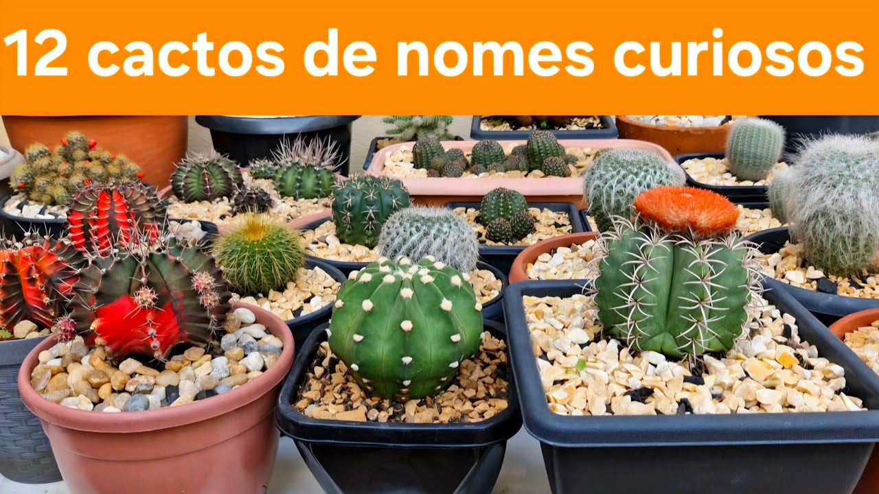12 cactos de nomes curiosos.