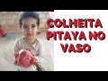 Colheita de Pitaya em Vasos tudo 100% orgânico 2,374 Kg de pitayas!!! 4k