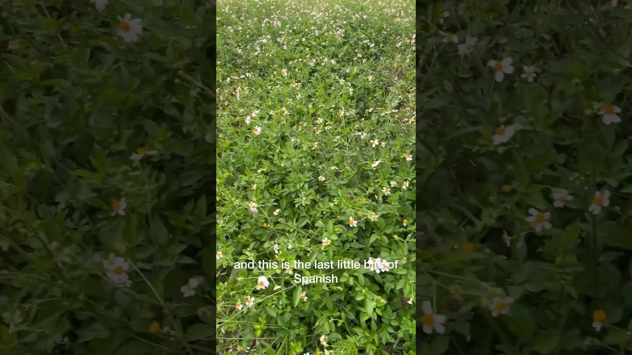 Field of Spanish Needle aka Bidens alba 