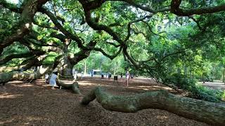 Angel Oak Tree Virtual Walk