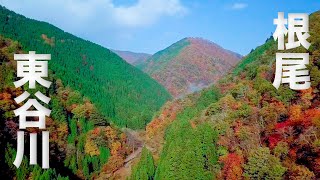 【岐阜 県道255号線】美しい日本の紅葉  根尾東谷川【Japan Autumn leaves Nature Relaxation Helicopter Shot】