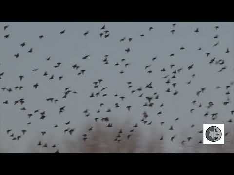 Le ballet aérien des Étourneaux/The aerial ballet of the Starlings