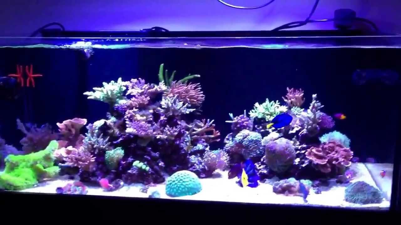 winterfell reef 10 5