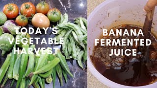 Banana fermented juice and peel water for more fruiting and yield | Fruit fermented juice