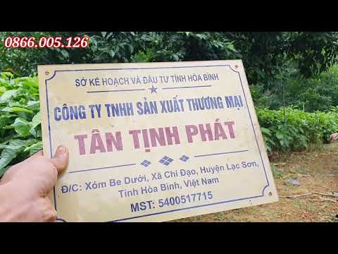 Video Cung cấp giấy tờ nguốc gốc giống cây Dổi - youtube