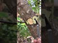 Grafting Naruto 😍 #grafting #bonsai #gardening #tanamanunggul