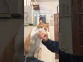 お行儀の悪い手はどうするの？