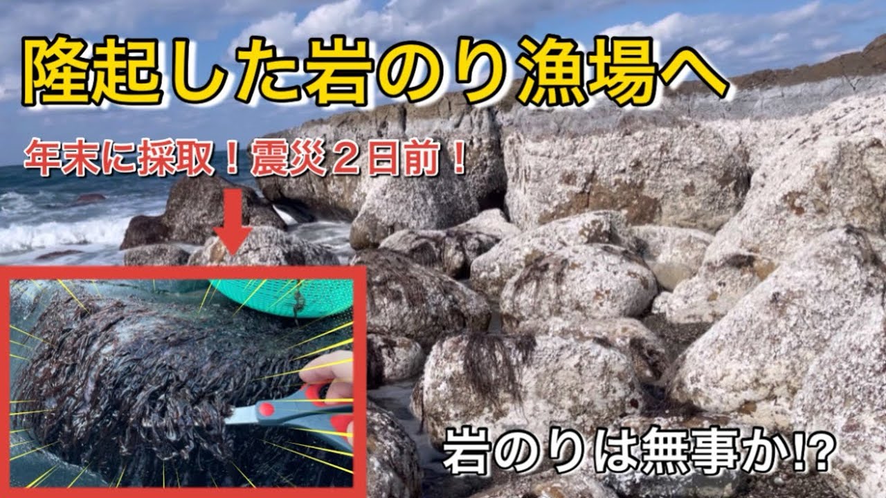 [Морские водоросли после подъема] Последнее место для рыбалки за два дня до землетрясения!