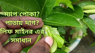 লিফ মাইনর পোকা দমন ll Leaf Miner Pest Control ll