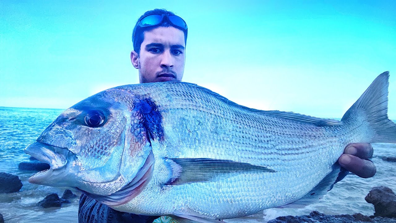 دائما الفراجة والإستفادة مع أسماك الدوراد من الحجم الجيد  ( pêche dorade royale xxL)