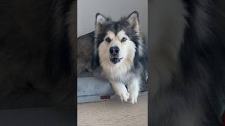 Download Lagu Awoooo #shortvideo #doggielife #shortsfeed #youtubeshorts #alaskanmalamute MP3