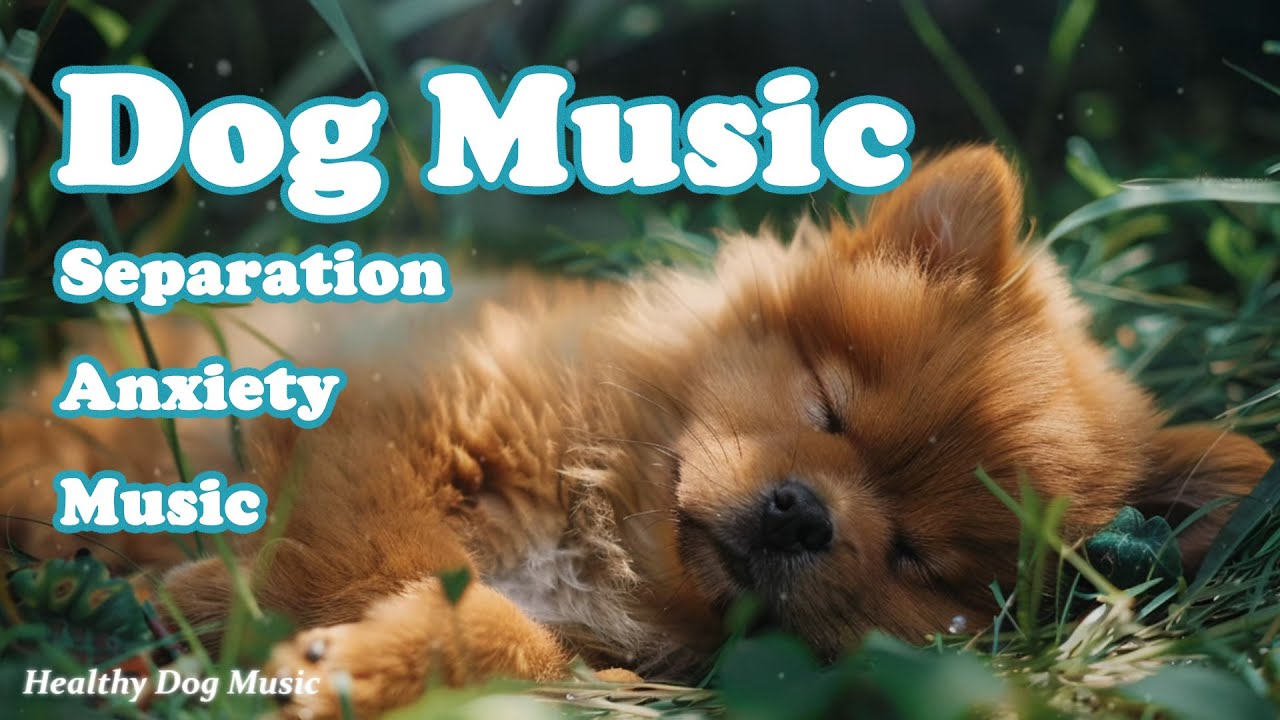 Лечебная музыка для собак 🐶🎵 Нежные песни для улучшения сна и лечения депрессии!