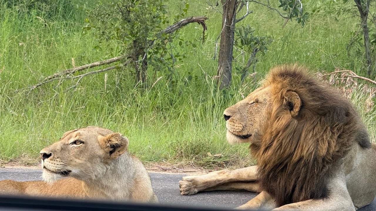 Kruger Series Part 6 - Malelane Satellite Camp