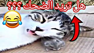 أفضل فيديوهات مضحكة 😂 قطط مضحكة جدا 😍 تحدي الضحك مع مستر مضحك 😂 #1