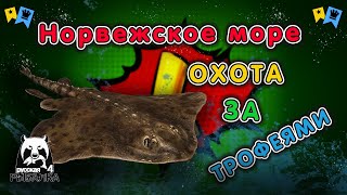 ◦ МОРЕ ◦ Охота за трофеями! ◦ level ◦ Русская рыбалка 4 ◦🎣👍🐬