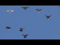 Полеты на Марганецком голубедроме  26  03 22г