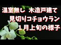 最低温度５度でも咲く（こともある）/胡蝶蘭/