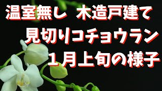 最低温度５度でも咲く（こともある）/胡蝶蘭/