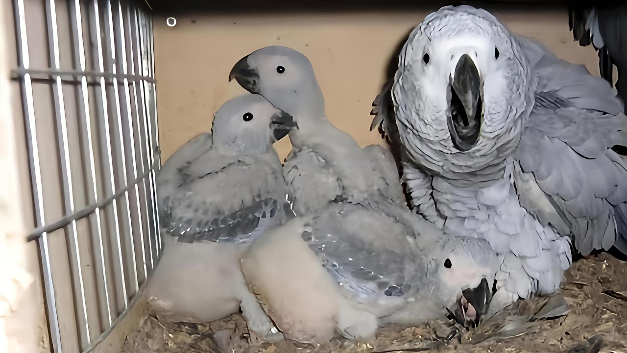 Jako Papağanı Kuluçka ve Üreme Süreçleri