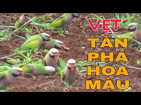 Video Cận Cảnh Hàng Ngàn Con Vẹt Ngực Hồng Bay Tới Đâu Quét... - youtube