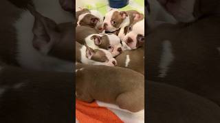 Nap time for the Boston Terrier Puppies #bostonterrier #puppy